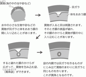 真珠ができるしくみ